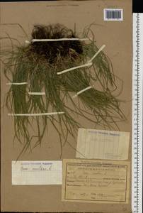Carex montana L., Eastern Europe, Central region (E4) (Russia)