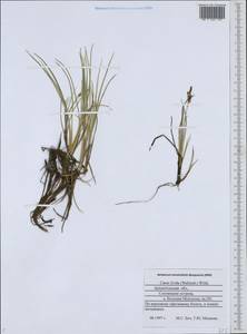 Carex livida (Wahlenb.) Willd., Eastern Europe, Northern region (E1) (Russia)