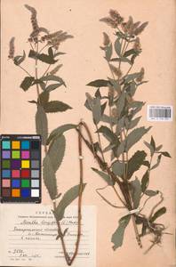 MHA 0 158 355, Mentha longifolia (L.) L., Eastern Europe, West Ukrainian region (E13) (Ukraine)