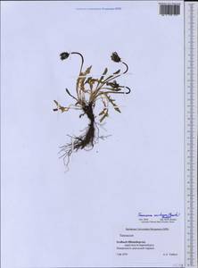 Taraxacum arcticum (Trautv.) Dahlst., Western Europe (EUR) (Svalbard and Jan Mayen)