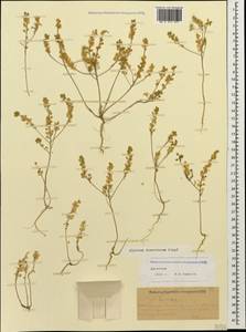 Alyssum turkestanicum Regel & Schmalh. ex Regel, Caucasus, Dagestan (K2) (Russia)