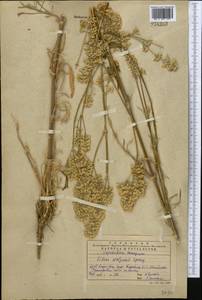Silene wolgensis (Hornem.) Otth, Middle Asia, Western Tian Shan & Karatau (M3) (Kazakhstan)