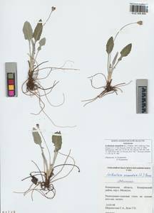 Leibnitzia anandria (L.) Nakai, Siberia, Altai & Sayany Mountains (S2) (Russia)