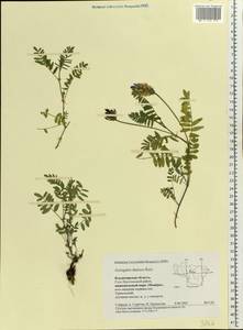 Astragalus danicus Retz., Eastern Europe, Central region (E4) (Russia)