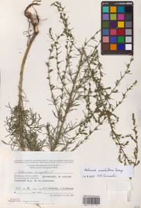 Artemisia marschalliana Spreng., Eastern Europe, Moscow region (E4a) (Russia)
