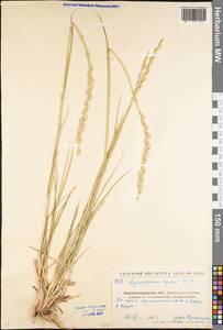 Elymus repens (L.) Gould, Eastern Europe, North Ukrainian region (E11) (Ukraine)