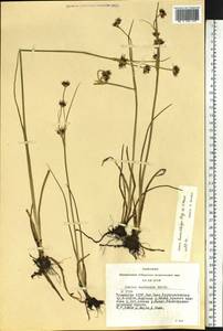 Juncus castaneus subsp. leucochlamys (W. J. Zinger ex V. I. Krecz.) Hultén, Siberia, Altai & Sayany Mountains (S2) (Russia)