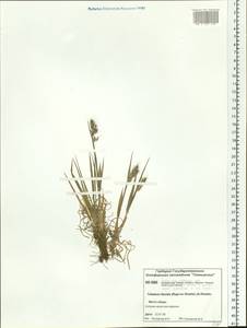 Trisetum sibiricum Rupr., Siberia, Central Siberia (S3) (Russia)