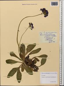 Primula auriculata Lam., Caucasus, North Ossetia, Ingushetia & Chechnya (K1c) (Russia)