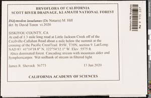 Vinealobryum insulanum (De Not.) R.H. Zander, Bryophytes, Bryophytes - America (BAm) (United States)