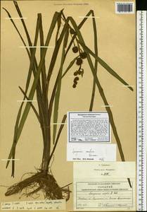 Sparganium emersum Rehmann, Eastern Europe, Moscow region (E4a) (Russia)