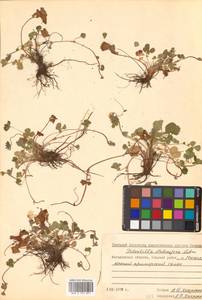 Potentilla stolonifera Lehm. ex Ledeb., Siberia, Chukotka & Kamchatka (S7) (Russia)