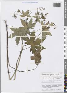 Geranium pratense L., Eastern Europe, Middle Volga region (E8) (Russia)