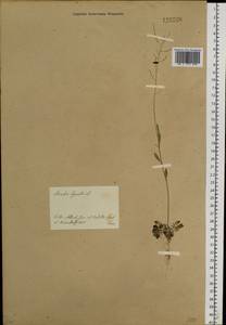Arabidopsis lyrata subsp. kamchatica (Fisch. ex DC.) O'Kane & Al-Shehbaz, Siberia, Yakutia (S5) (Russia)
