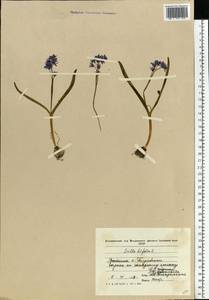 Scilla bifolia L., Eastern Europe, Moldova (E13a) (Moldova)