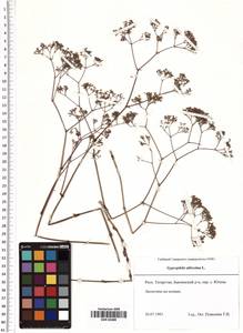 Gypsophila altissima L., Eastern Europe, Middle Volga region (E8) (Russia)