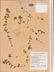 Theligonum cynocrambe L., South Asia, South Asia (Asia outside ex-Soviet states and Mongolia) (ASIA) (Cyprus)