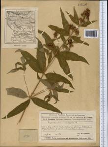 Lysimachia vulgaris L., Middle Asia, Muyunkumy, Balkhash & Betpak-Dala (M9) (Kazakhstan)