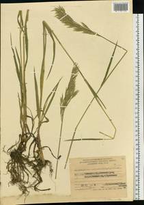 Bromus inermis Leyss., Siberia, Russian Far East (S6) (Russia)