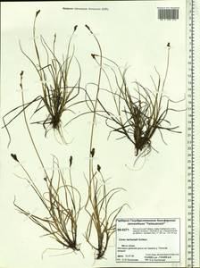 Carex lachenalii subsp. lachenalii, Siberia, Central Siberia (S3) (Russia)