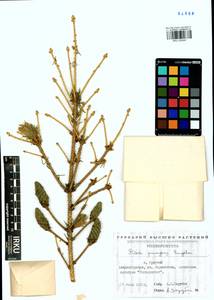 Picea pungens Engelm., Siberia, Baikal & Transbaikal region (S4) (Russia)