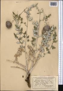 Echinops albicaulis Kar. & Kir., Middle Asia, Muyunkumy, Balkhash & Betpak-Dala (M9) (Kazakhstan)