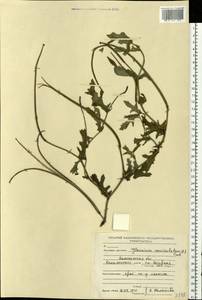 Glaucium corniculatum (L.) Rudolph, Eastern Europe, North-Western region (E2) (Russia)