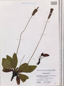 Plantago media L., Siberia, Baikal & Transbaikal region (S4) (Russia)