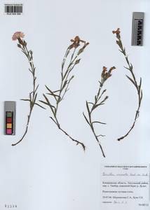 KUZ 004 399, Dianthus chinensis, Siberia, Altai & Sayany Mountains (S2) (Russia)