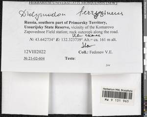 Geheebia ferruginea (Schimp. ex Besch.) R.H. Zander, Bryophytes, Bryophytes - Russian Far East (excl. Chukotka & Kamchatka) (B20) (Russia)