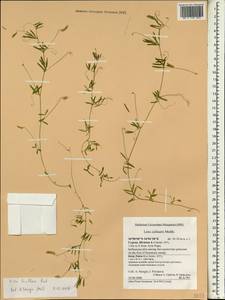 Vicia parviflora Cav., South Asia, South Asia (Asia outside ex-Soviet states and Mongolia) (ASIA) (Cyprus)