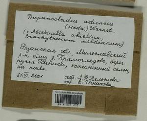 Brachythecium mildeanum (Schimp.) Schimp. ex Milde, Bryophytes, Bryophytes - Middle Russia (B6) (Russia)