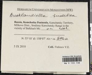 Bucklandiella sudetica (Funck) Bedn.-Ochyra & Ochyra, Bryophytes, Bryophytes - Chukotka & Kamchatka (B21) (Russia)