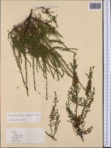 Calluna vulgaris (L.) Hull, Western Europe (EUR) (Spain)