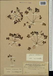 Geranium purpureum Vill., Crimea (KRYM) (Russia)
