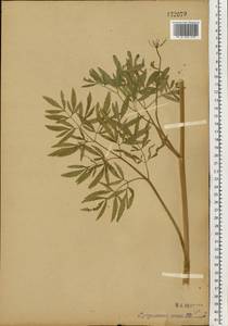 Cicuta virosa L., Eastern Europe, Moscow region (E4a) (Russia)