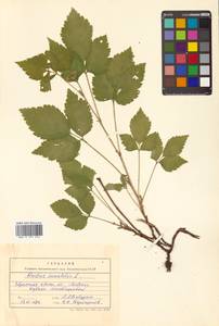 Rubus saxatilis L., Siberia, Russian Far East (S6) (Russia)