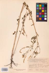 Melilotus officinalis (L.) Lam., Eastern Europe, Eastern region (E10) (Russia)