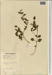 Heterotis rotundifolia (Smith) H. Jacques-Félix, Africa (AFR) (Ghana)