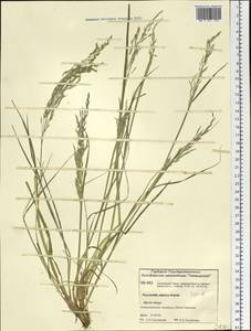 Puccinellia sibirica Holmb., Siberia, Central Siberia (S3) (Russia)