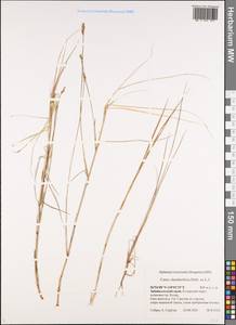 Carex chordorrhiza L.f., Siberia, Baikal & Transbaikal region (S4) (Russia)