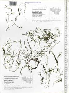 Potamogeton berchtoldii Fieber, Eastern Europe, Central region (E4) (Russia)