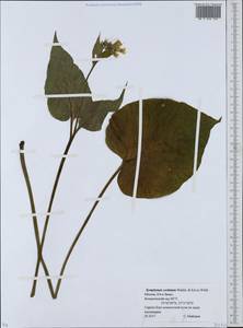 Symphytum cordatum Waldst. & Kit., Eastern Europe, Moscow region (E4a) (Russia)