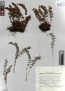 Woodsia ilvensis (L.) R. Br., Siberia, Altai & Sayany Mountains (S2) (Russia)