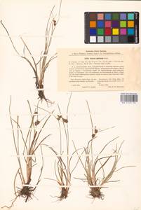 Carex extensa Gooden., Eastern Europe, Estonia (E2c) (Estonia)