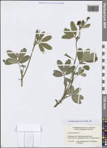 Comarum palustre L., Siberia, Baikal & Transbaikal region (S4) (Russia)