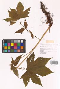 Filipendula glaberrima (Nakai) Nakai, Siberia, Russian Far East (S6) (Russia)