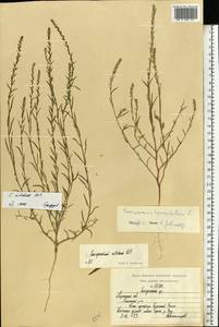 Corispermum nitidum Kit. ex Schult., Eastern Europe, Central region (E4) (Russia)