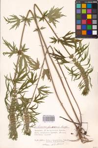 MHA 0 154 632, Leonurus glaucescens Bunge, Eastern Europe, Lower Volga region (E9) (Russia)