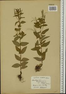 Epilobium roseum subsp. subsessile (Boiss.) P. H. Raven, Eastern Europe, Moscow region (E4a) (Russia)